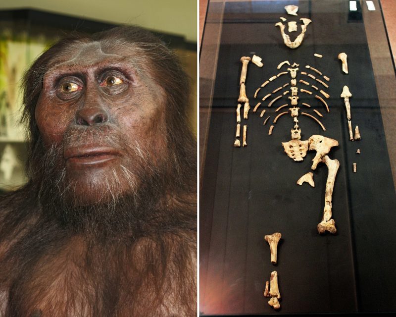Encontrar los restos de Lucy cerró la brecha entre la especie Australopithecus y los primeros humanos