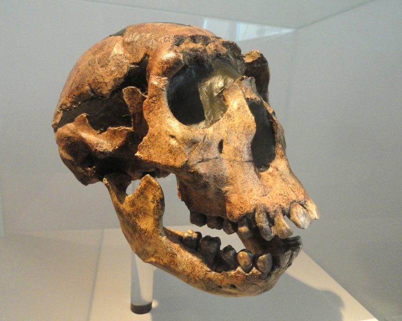 La especie Homo ergaster fue la primera en presentar muchas características modernas